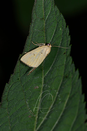 _Z996169