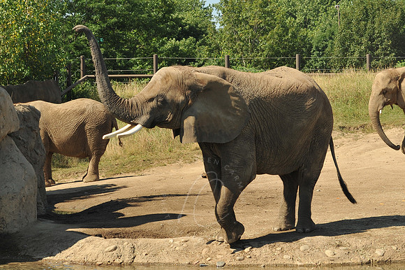 INDY_7-15-11_LLC_ZOO-72