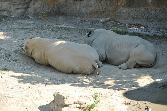 INDY_7-15-11_LLC_ZOO-29