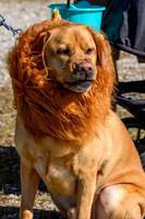 Doggie Trunk or Treat