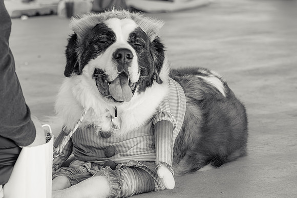 _DSC5497-2