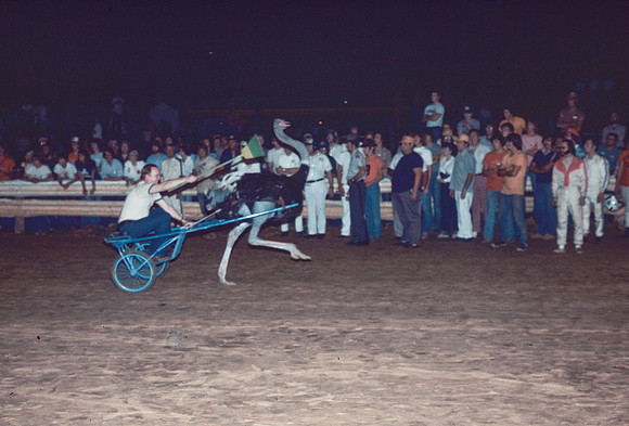 Ostrich Ride at Williams Grove-4