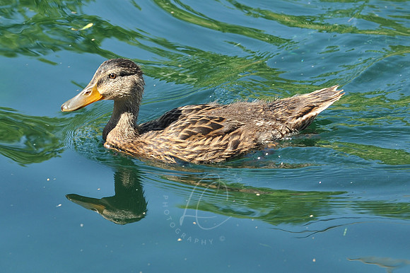 INDY_7-15-11_LLC_ZOO-123