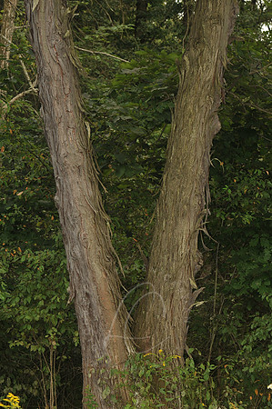 D74_3229