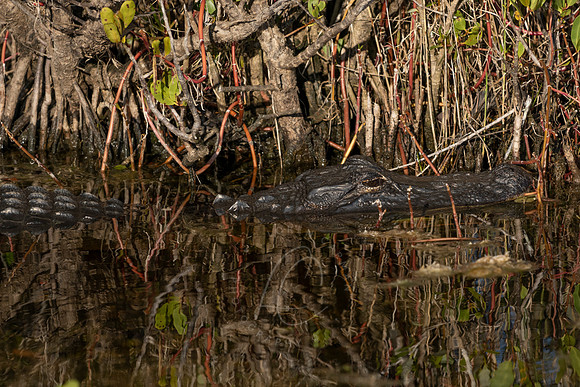 _ZZ71396