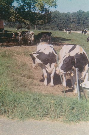 Cows Sold in 1992