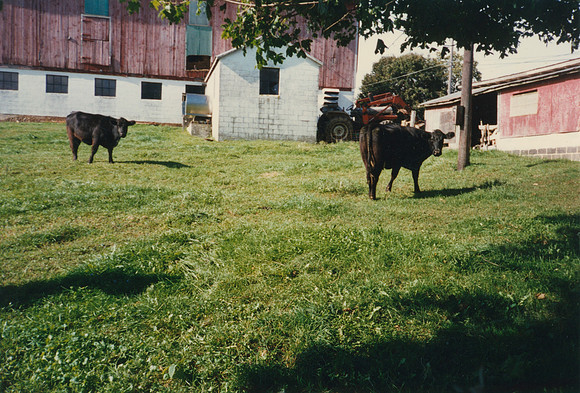 Cows Sold in 1992 (2)