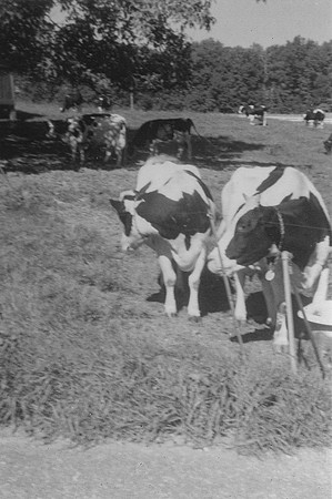 Cows Sold in 1992-2