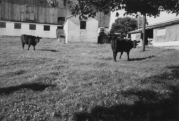 Cows Sold in 1992 (2)-2