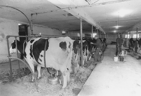 Ryer Farm Cow Milking - Earl Zimmerman's Son-2