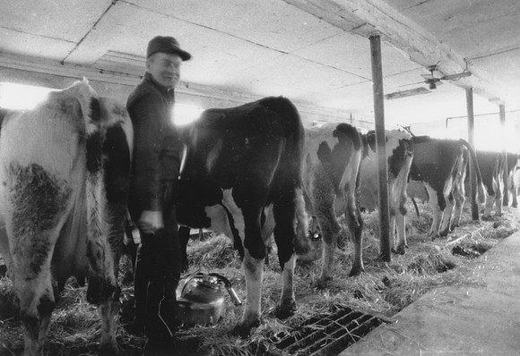 Ryer Farm Cow Milking (2)-2