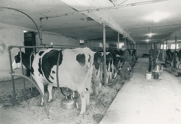 Ryer Farm Cow Milking - Earl Zimmerman's Son