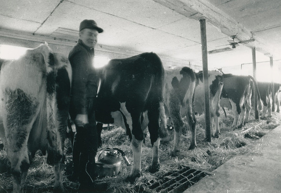 Ryer Farm Cow Milking (2)