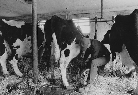 Ryer Farm Cow Milking (3)-2
