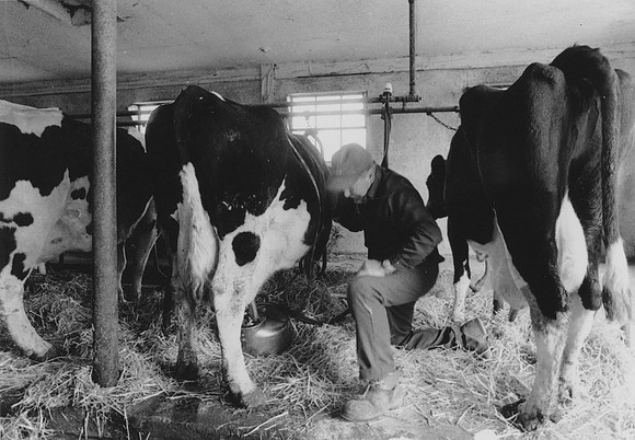 Ryer Farm Cow Milking (4)-2