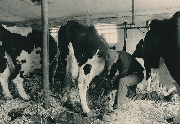 Ryer Farm Cow Milking (3)