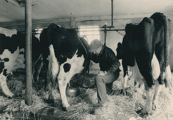 Ryer Farm Cow Milking (4)