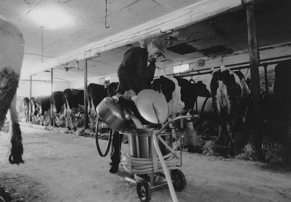 Ryer Farm Cow Milking (5)-2