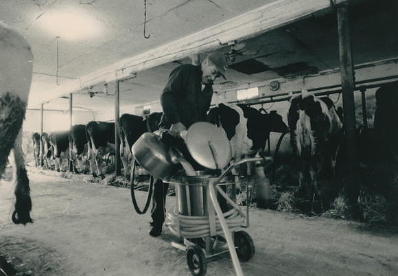 Ryer Farm Cow Milking (5)