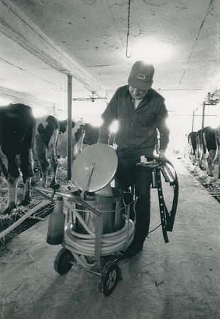 Ryer Farm Cow Milking (6)