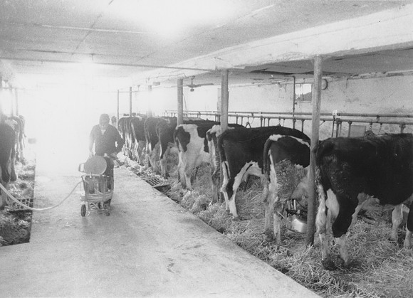 Ryer Farm Cow Milking (7)-2