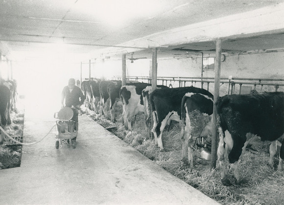 Ryer Farm Cow Milking (7)
