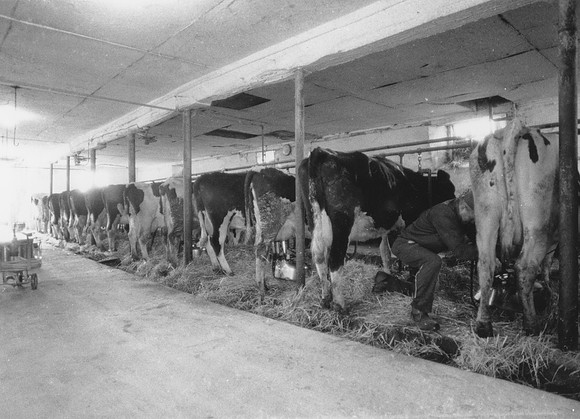 Ryer Farm Cow Milking (8)-2