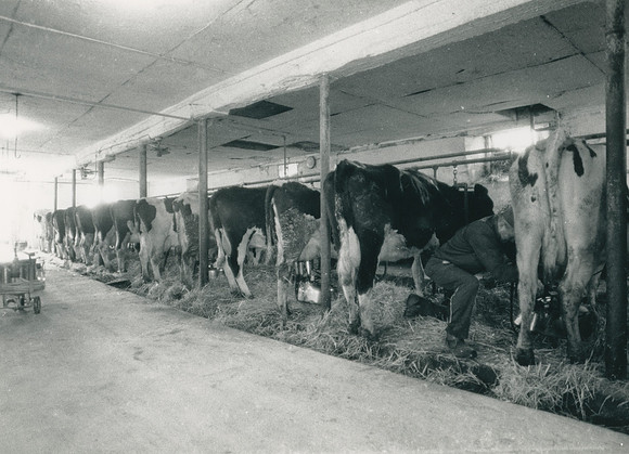 Ryer Farm Cow Milking (8)