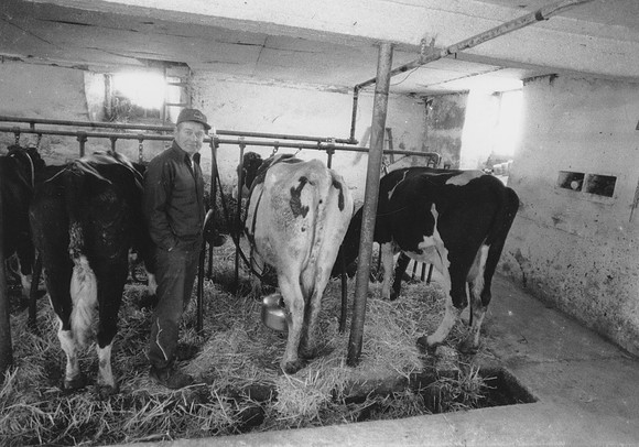 Ryer Farm Cow Milking-2