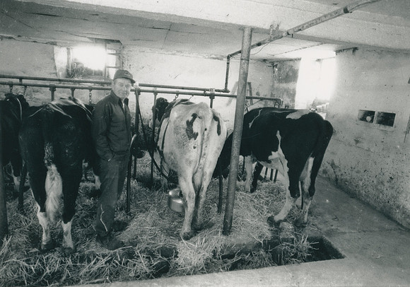 Ryer Farm Cow Milking