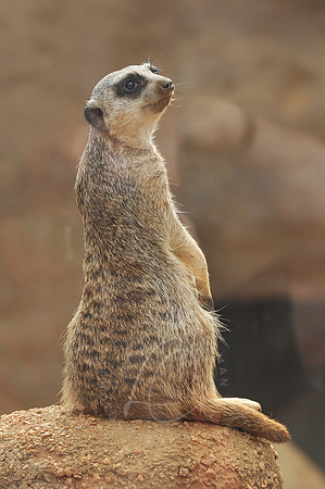 INDY_7-15-11_LLC_ZOO-130