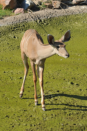 INDY_7-15-11_LLC_ZOO-21