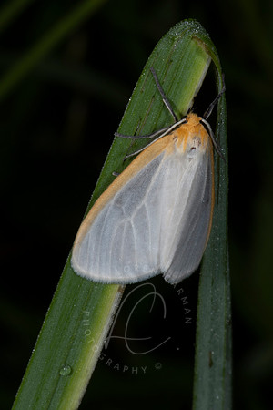 _ZZ74469