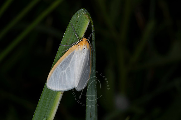 _ZZ74468