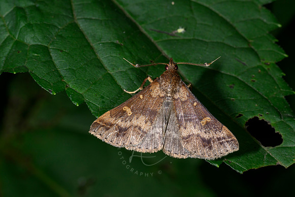 _Z996146