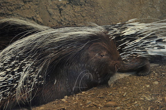 INDY_7-15-11_LLC_ZOO-74