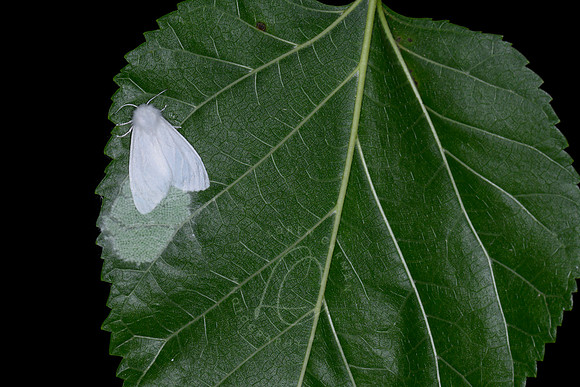 _Z996160