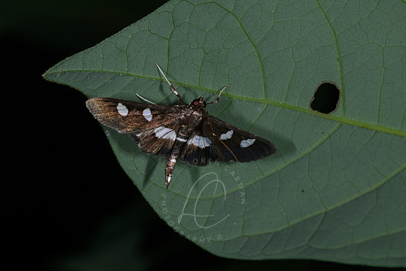_Z997466