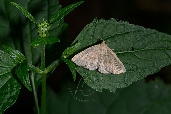 _Z997572