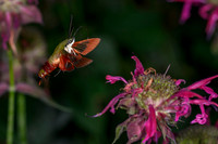 Hummingbird Clearwing