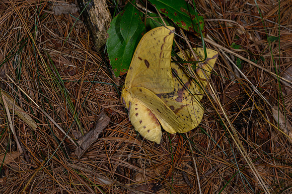 _Z996709