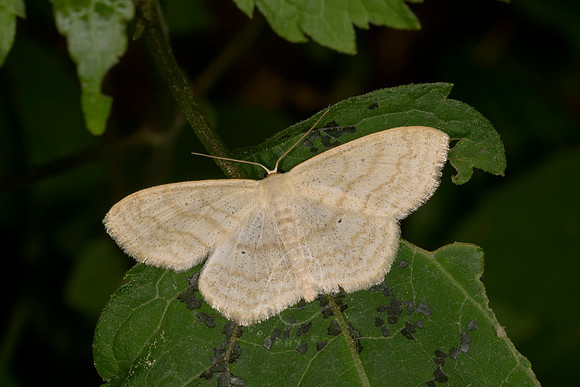 _Z993475