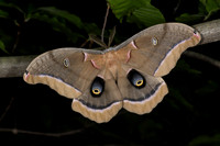 Polyphemus