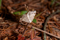 Red-headed Inchworm