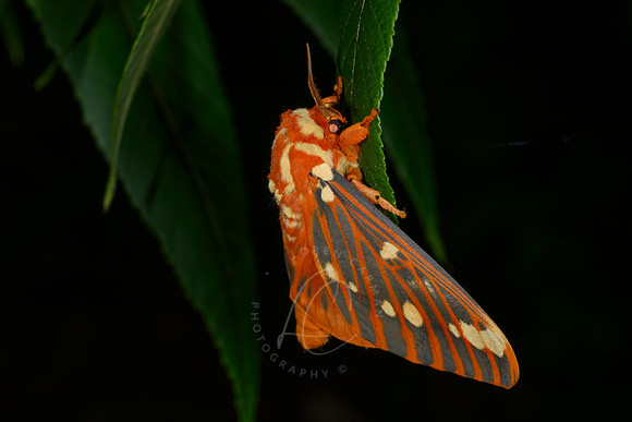 _Z993394