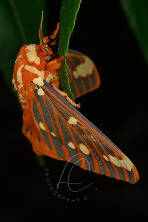 _Z993399
