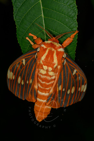 _Z993406