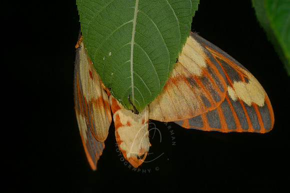 _Z993411