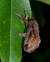 Saddleback Caterpillar Moth