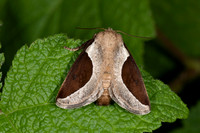 Skiff Moth